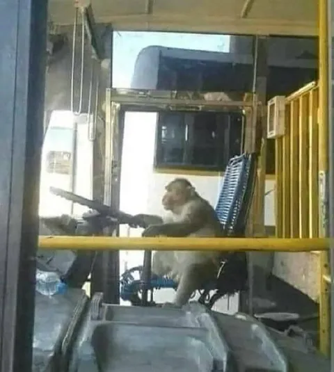 Обезьяна за рулём автобуса