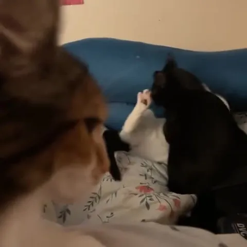 Кот наблюдает за дракой котят
