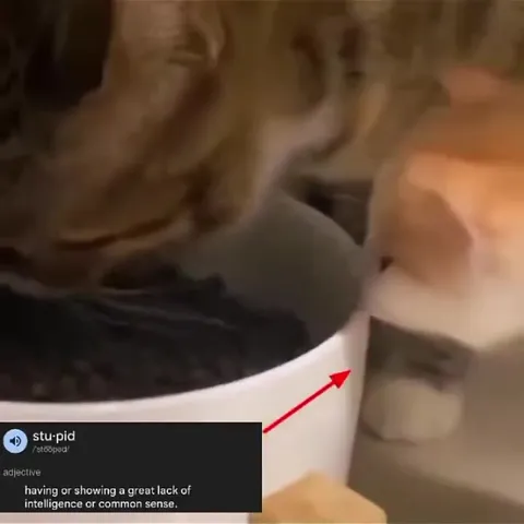Cat Demonstrates Being Stupid