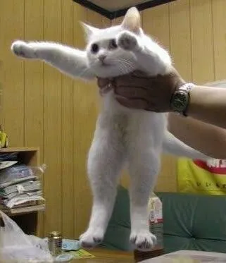 Кот в полёте