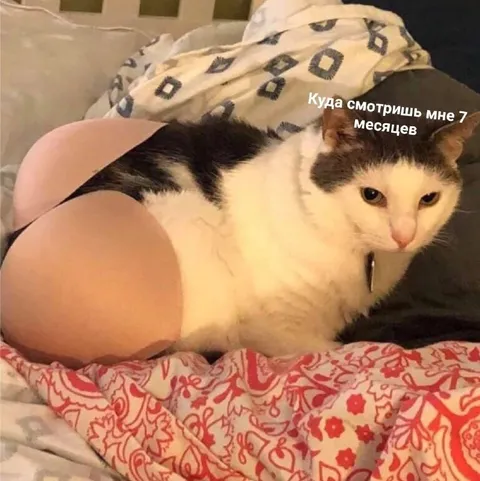 Кот с семимесячным животом