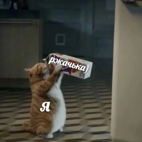 Кот заряжается от ржачки