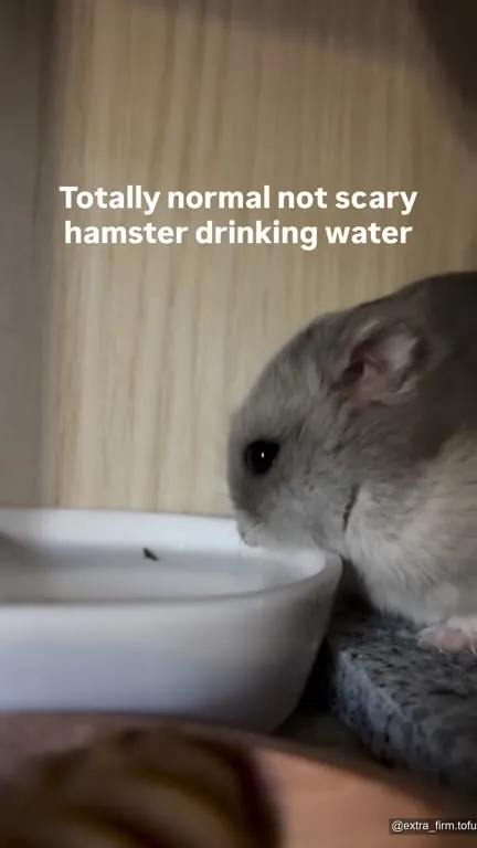 Totally Normal Not Scary Hamster