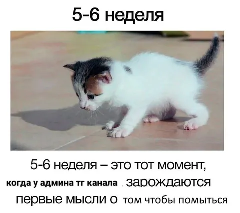 Мысли админа после пяти недель