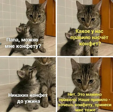 Котята и правило насчёт конфет