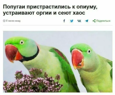 Попугаи устроили хаос