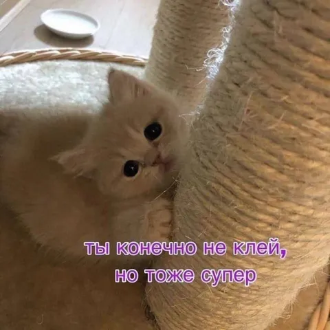 Котёнок и когтеточка