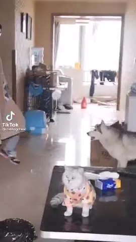 Кот с банкой на голове