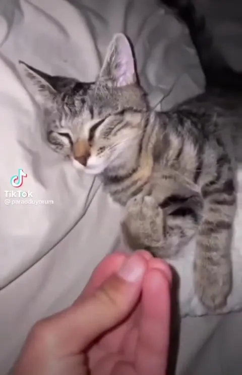 Котик танцует во сне