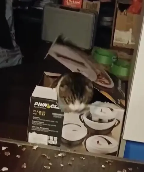 Cat Stuck in Pancake Box