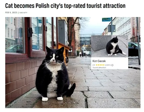 Cat Becomes Tourist Attraction
