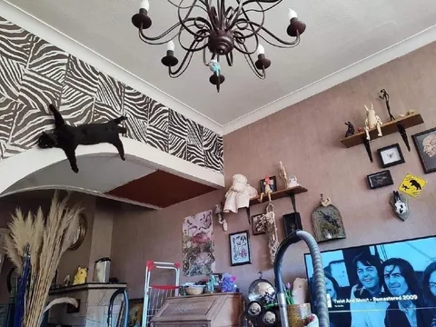 Кот на потолке