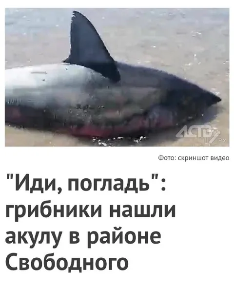 Грибники нашли акулу