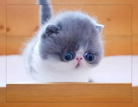 Грустный котёнок за столом