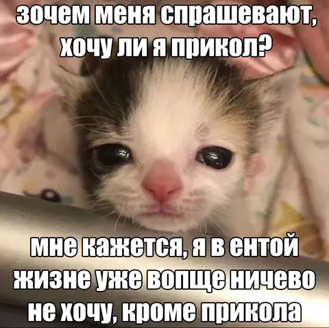 Котёнок хочет прикола