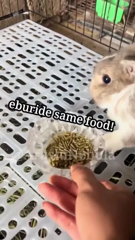 Rabbit Complains About Same Food