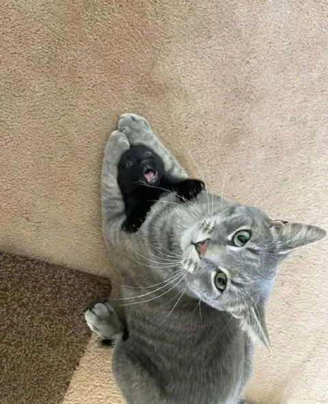 Котёнок уцепился за кота