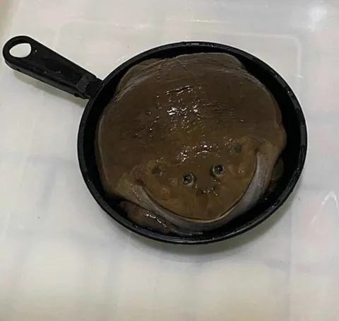Лягушка в сковороде