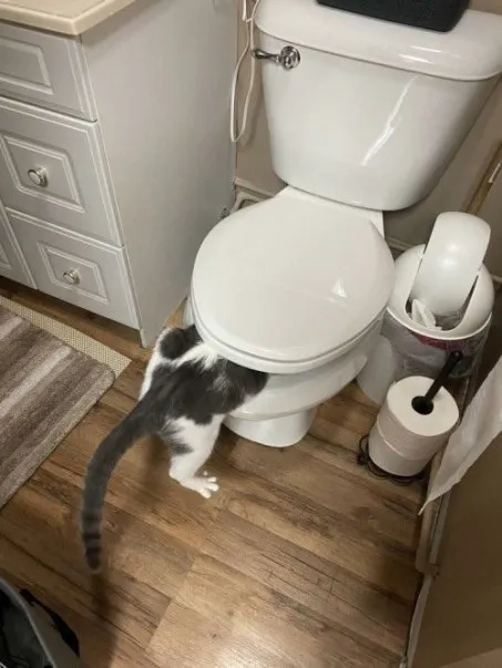 Кот заглядывает в унитаз