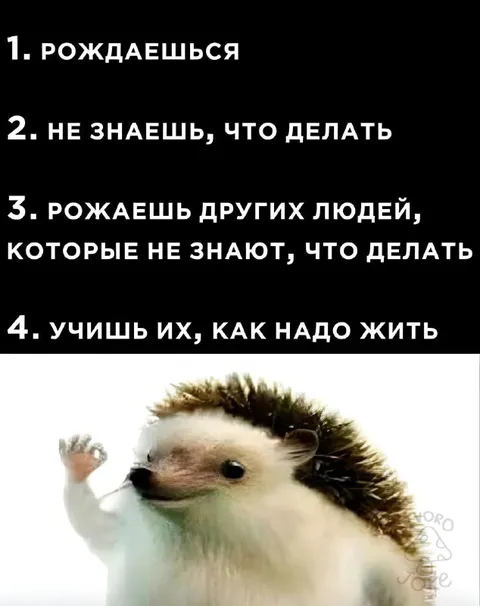 Жизненный путь ёжика
