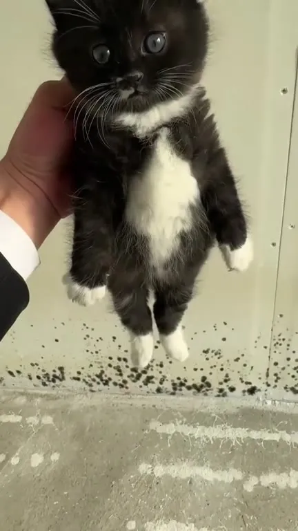 Котёнок с удивлённым взглядом