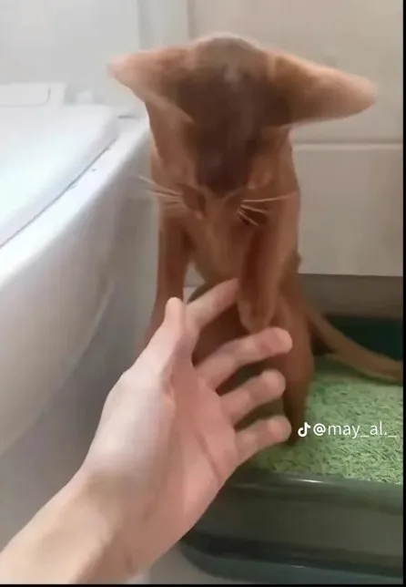 Кот не хочет обниматься