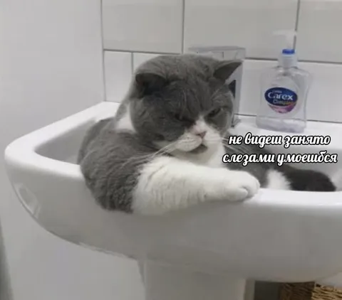 Кот умывается слезами