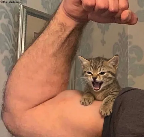 Кричащий котёнок на руке