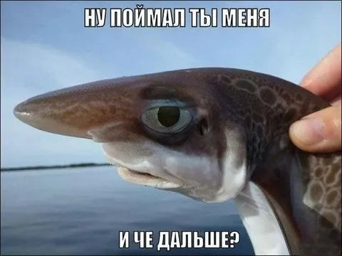 Поймал меня — и что дальше?
