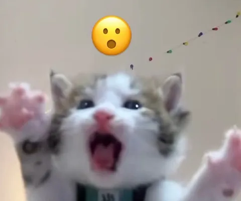 Удивлённый кричащий котёнок