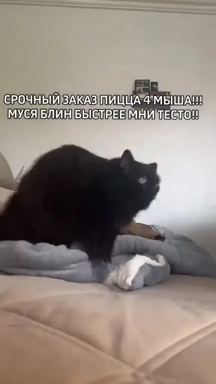 Срочный заказ пиццы от Муси