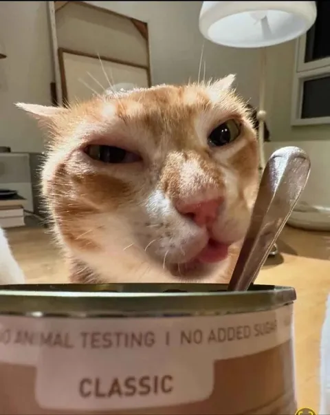 Cat Stares at Classic Can