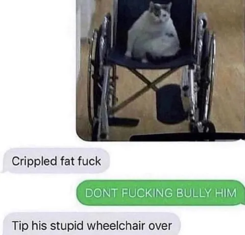 Cat in a Wheelchair Gets Bullied