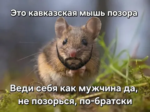 Кавказская мышь позора