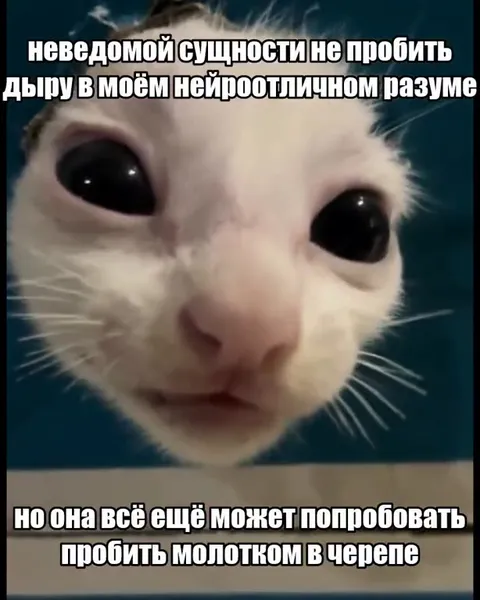 Кот пытается пробить дыру в разуме