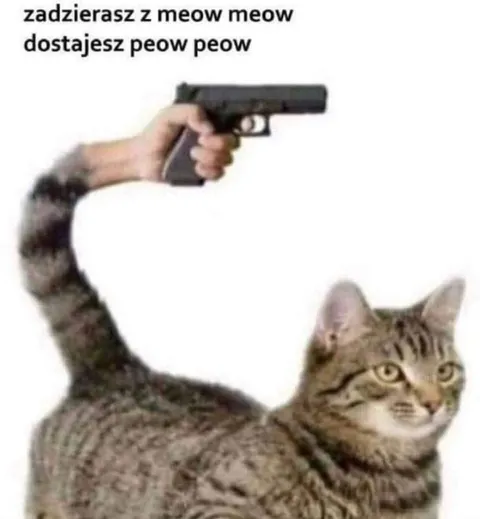 Kot z ogonem jak pistolet