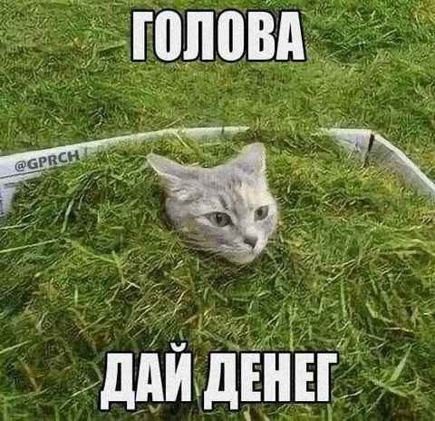 Кот просит дать денег