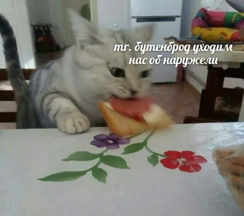 Кот грызёт цветок