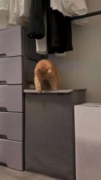 Кот исчезает в корзине для белья
