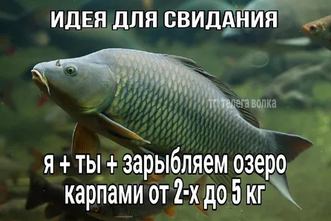 Свидание с карпами