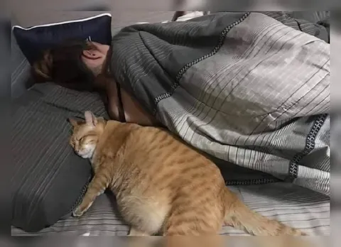 Кот спит рядом с человеком