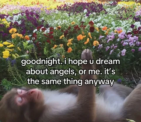 Monkey Says Goodnight