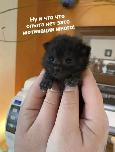 Котёнок без опыта, но с мотивацией