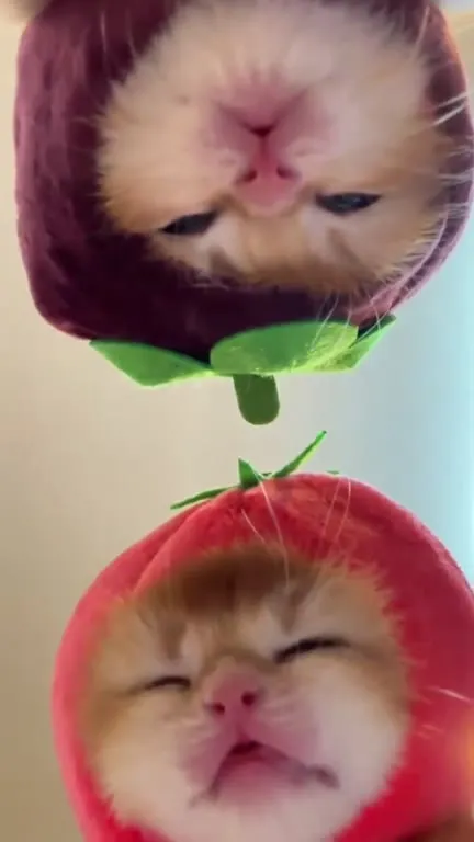 Котики в костюмах фруктов