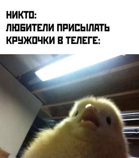 Любители присылать кружочки