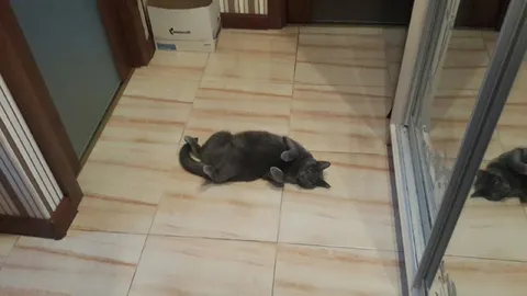 Кот лежит на спине