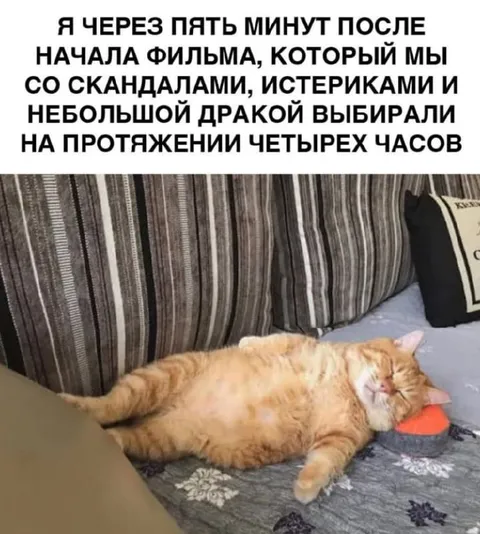 Кот через пять минут фильма