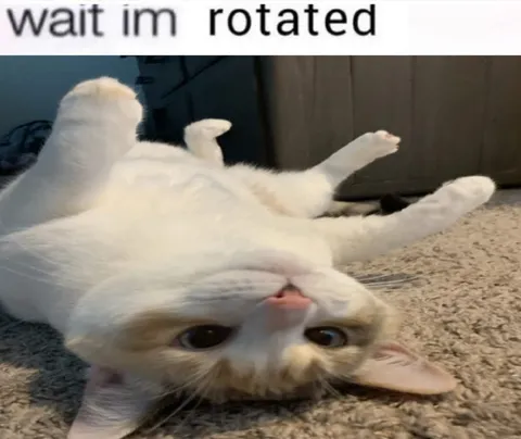 Wait I’m Rotated Cat