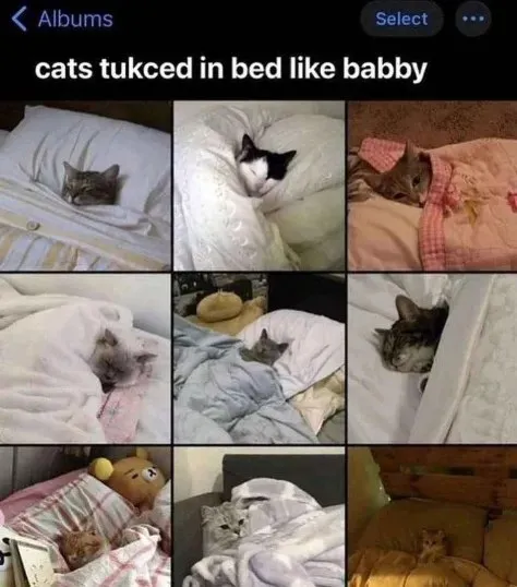 Cats Tucked in Bed Like Baby