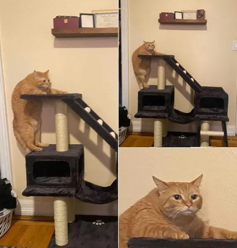 Кот на кошачьем комплексе